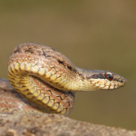 הרים כדונג נמסו