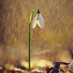 מפתח של גשמים