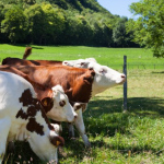 ללכת עם האמת